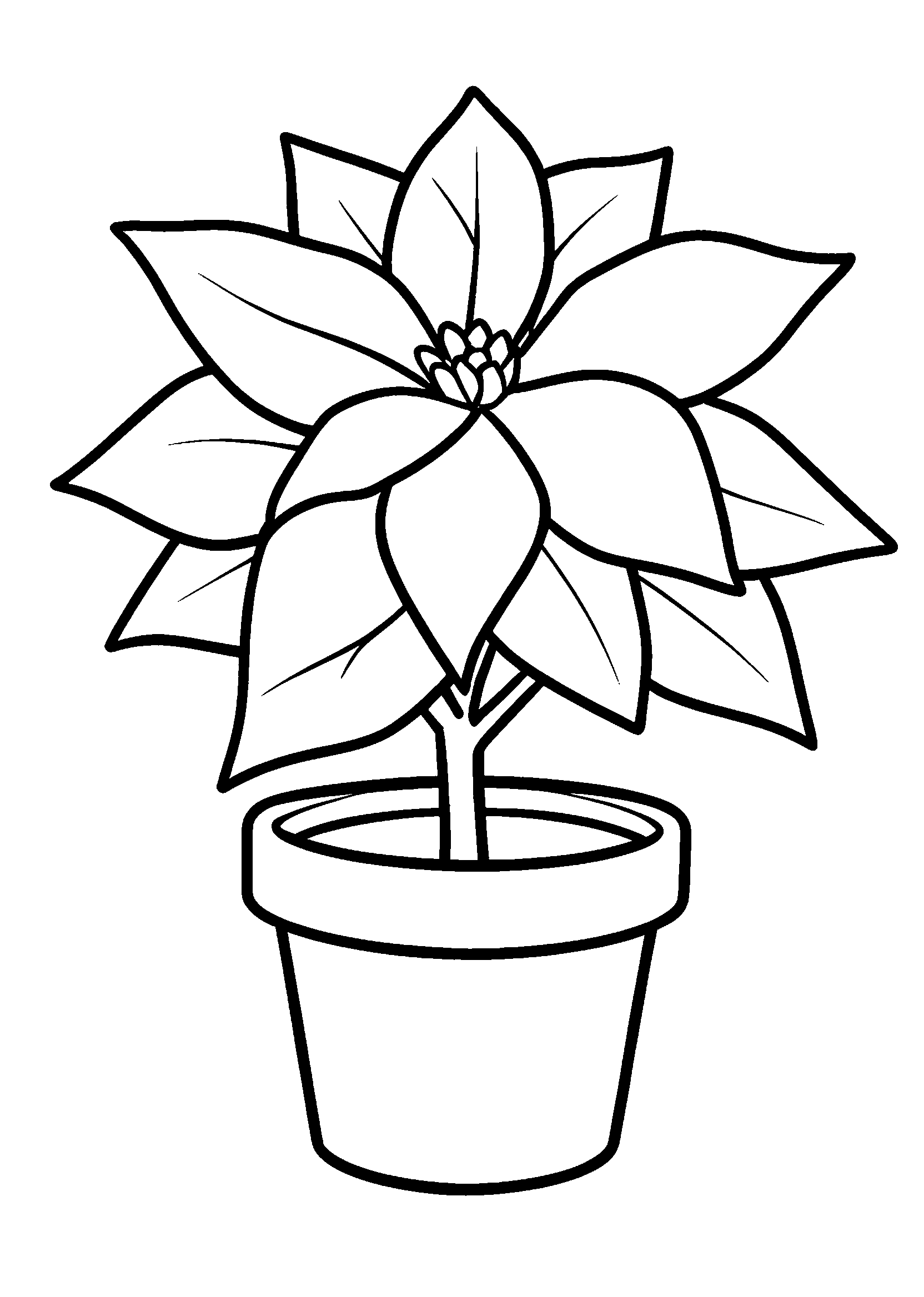 Flor de Nochebuena